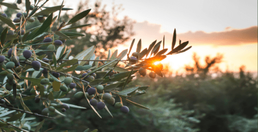 Tra le verdi colline del Cilento germogliano semi di Pace